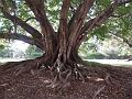 Banyan Tree